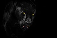 Black Jaguar