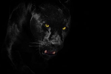 Zwarte Jaguar van Design Wall Arts