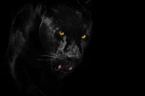 Black Jaguar