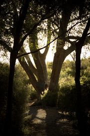 Boom von Folkert Smitstra