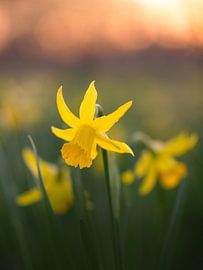 The Yellow Flowers by Erel Turkay
