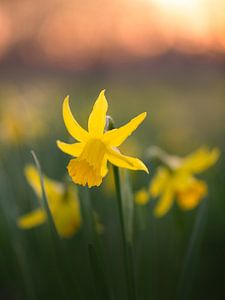 Die gelben Blumen von Erel Turkay