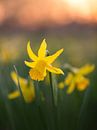 De Gele Bloemen van Erel Turkay thumbnail