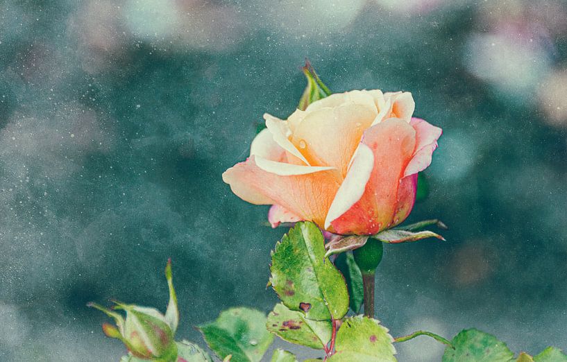 Roses nostalgia by Kirsten Warner