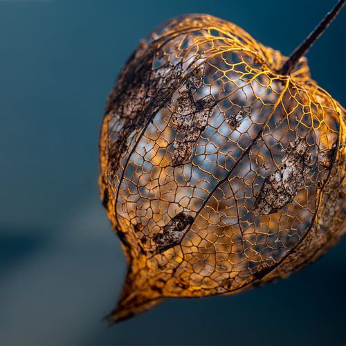 Stilleven van de  herfst: de Japanse Lantaarn