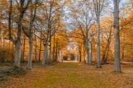 Couleurs d'automne dans la forêt par Menno Schaefer Aperçu