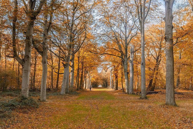 Herbstfarben im Wald von Menno Schaefer