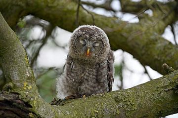 Chouette de l'Oural sur Vrije Vlinder Fotografie