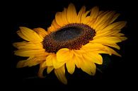 Sonnenblume in Blüte. von Benjamin Admiraal Miniaturansicht