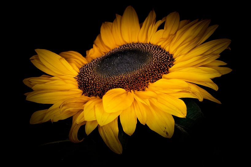 Sonnenblume in Blüte. von Benjamin Admiraal