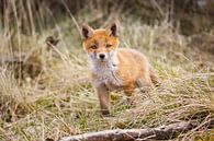 red fox cub von Pim Leijen Miniaturansicht