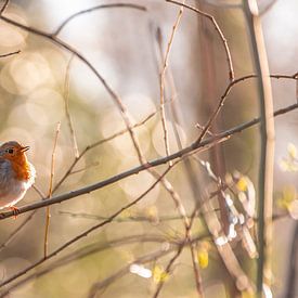 Un rouge-gorge en contre-jour. sur Els Oomis