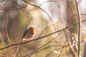 A robin in backlight.