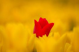 Wage es, anders zu sein Tulpe von Patrick Oosterman