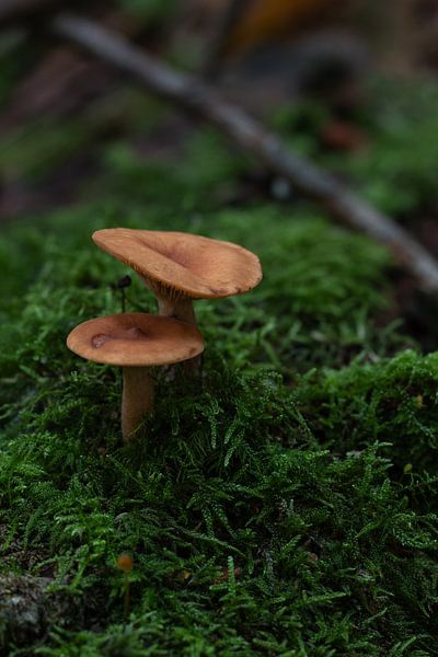 Mushrooms by Marieke Deinum