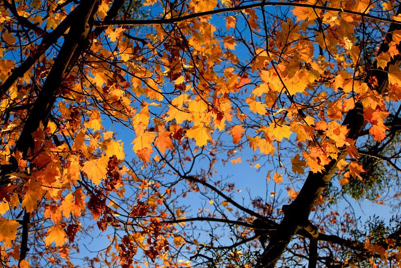 Ahorn von Thomas Jäger