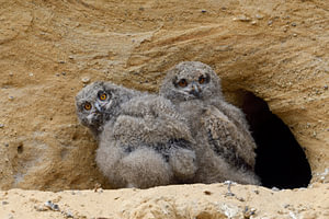Uhus ( Bubo bubo ), Jungvögel sitzen am Eingang zu ihrer Nisthöhle, zwei lustige Gesellen