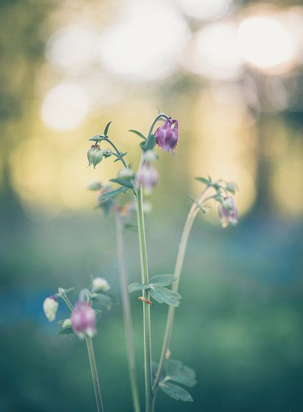 flowers part 294 by Tania Perneel