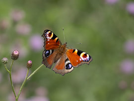 Ein Schmetterling wie eine Blume: der Tagpfauauge von Marjon Woudboer