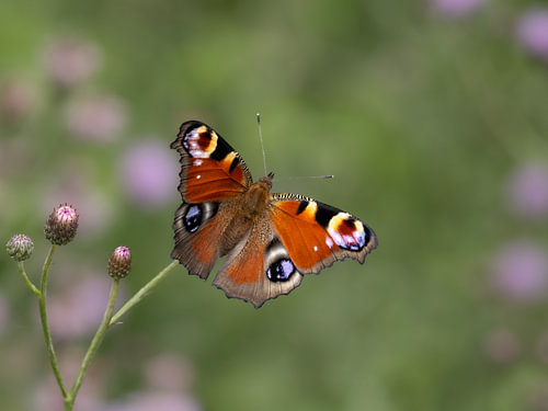 Een vlinder als een bloem, de dagpauwoog