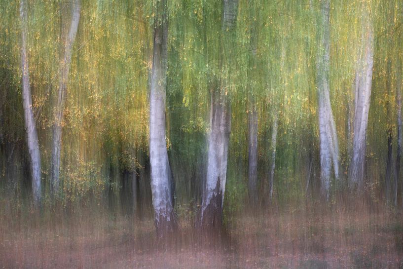 Birch forest van Christl Deckx