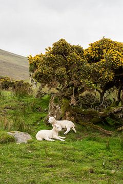 Mei-lammeren op het platteland van Isle of Skye in Schotland van Martin Steiner