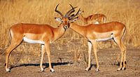 Männer-Freundschaft, Impalas, Afrika wildlife von W. Woyke Miniaturansicht