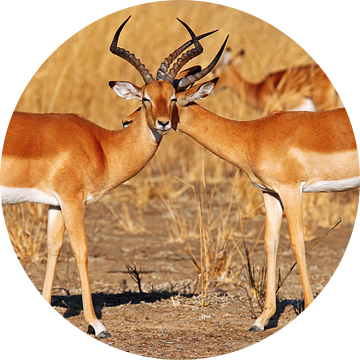 Friendship, Impalas, Africa wildlife van W. Woyke