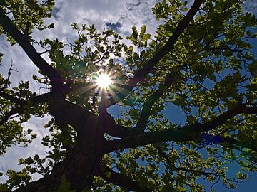 Oak in sunlight by Timon Schneider