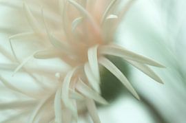 Spider Gerbera von Minie Drost