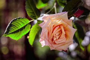 Rose von Rob Boon
