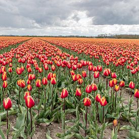 Yellow and Orange Tulipfield van Nick Janssens
