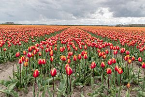 Yellow and Orange Tulipfield van Nick Janssens