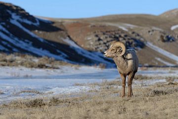 Rocky Mountain Bighorn Sheep ( Ovis canadensis ), ram on a sunny day in winter, National Elk Refuge, van wunderbare Erde