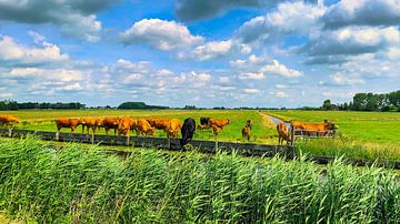 Gruppe von Kühen auf der Weide