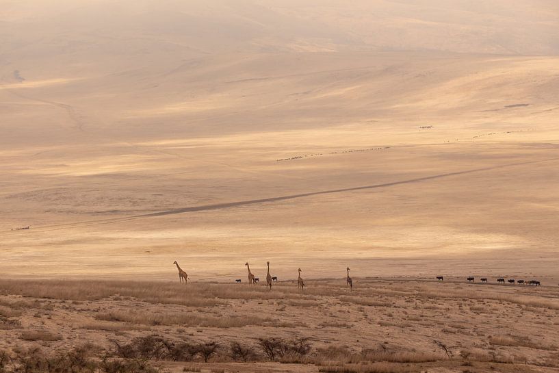 Giraffen in Ngorongoro Crater van Mickéle Godderis