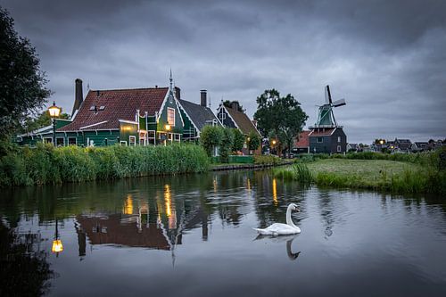 Eenzame zwaan dobbert in het water bij de Zaanse Schans