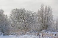 Winterse bomen bedekt met sneeuw van Kristof Lauwers thumbnail