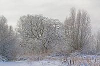Winterse bomen bedekt met sneeuw