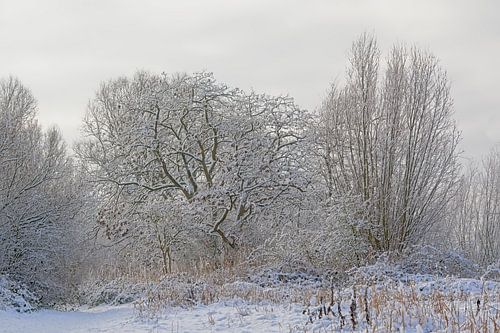 Winterse bomen bedekt met sneeuw