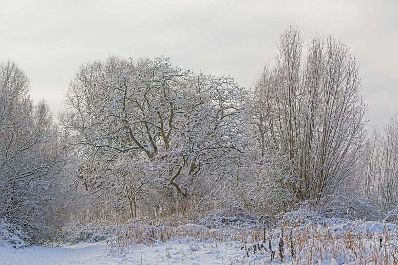 Winterse bomen bedekt met sneeuw van Kristof Lauwers