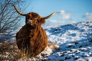 Le Highlander écossais dans la neige sur Paula Romein