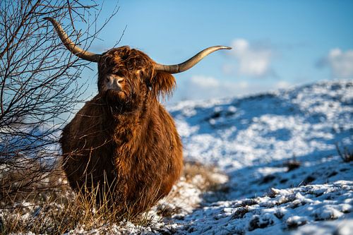 Schottischer Highlander im Schnee