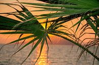 zons ondergang tussen de palmbomen par jan van Welt Aperçu