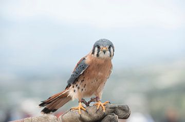 Falco sparverius van Richard Wareham