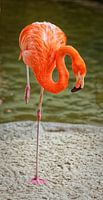 Het portret van de flamingo die geïsoleerde vogel toont die één been staat