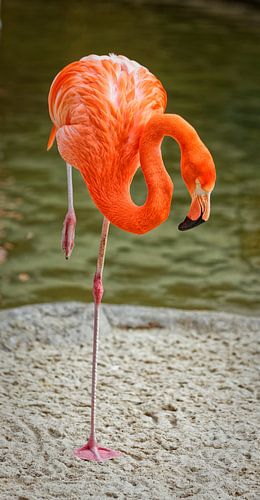 Het portret van de flamingo die geïsoleerde vogel toont die één been staat