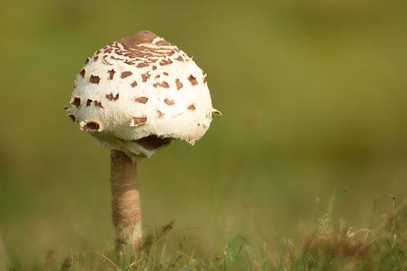Pilz von John Leeninga