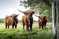 Les Highlanders écossais par S van Wezep Aperçu