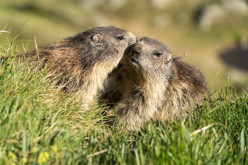 Marmotten in Hohe Tauern Nationaal Park, Oostenrijk van Peter Schickert